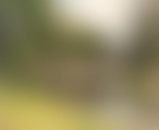 Pont (preview)