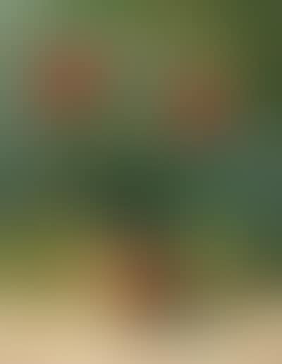 Geranium (preview)