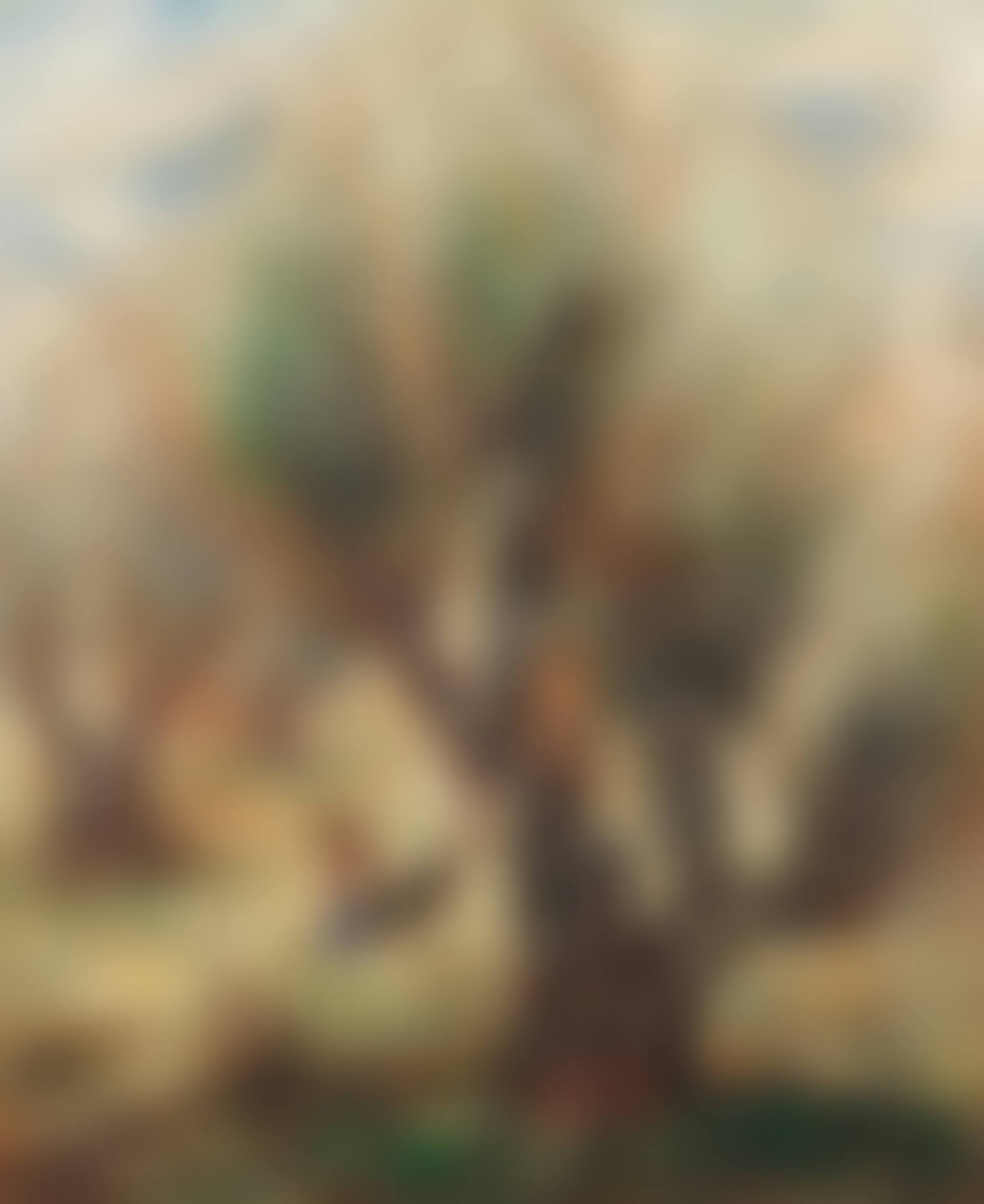 Olive trees (preview)