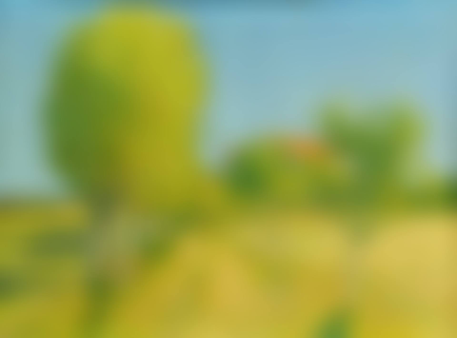 L'allée de saules derrière l'Alouette (preview)