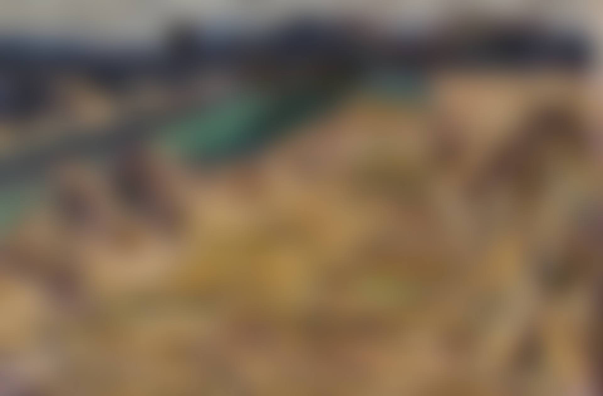 Kornfeld bei Dresden (Cornfield near Dresden) (preview)