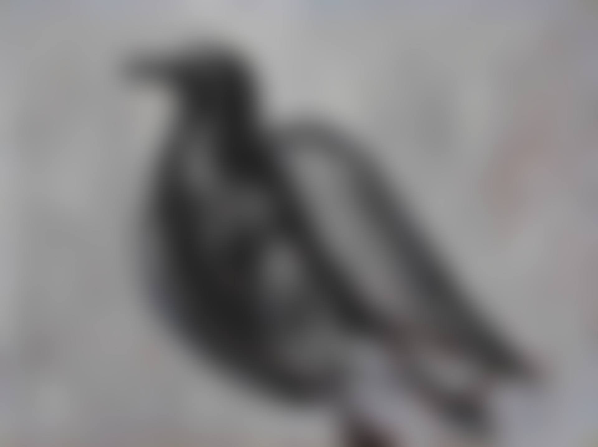 Gull (preview)