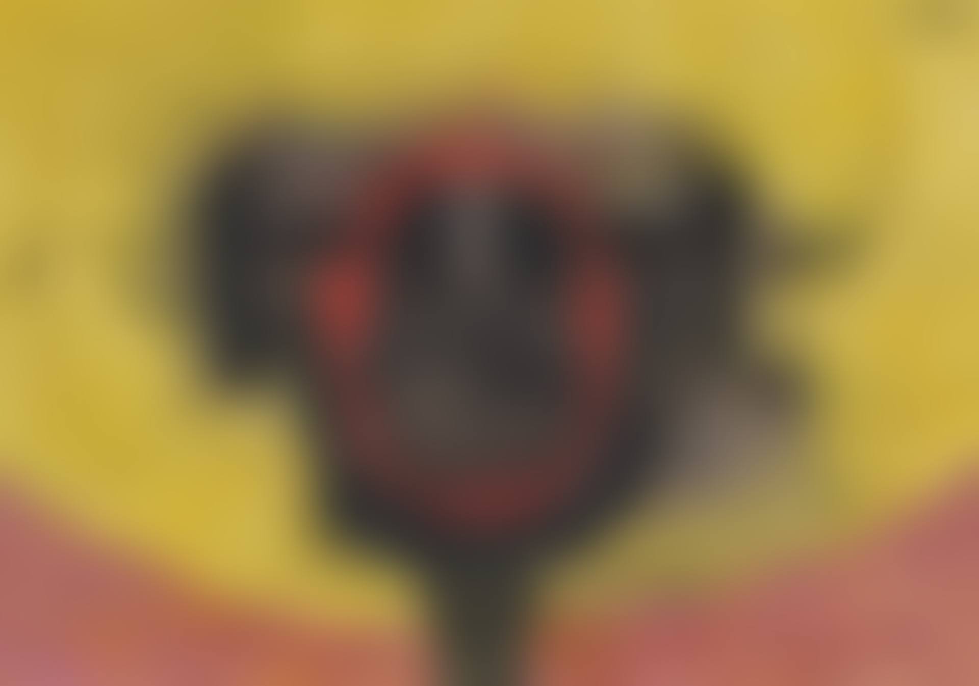 Cabeza con rojo (preview)