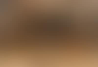 Red fox in landscape (preview)