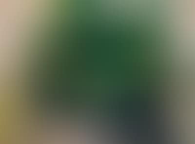 Palm tree (preview)