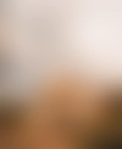 Sheep resting in meadow (preview)