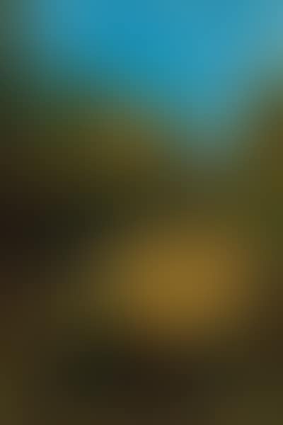 Sunlit meadow. Wooded landscape (preview)