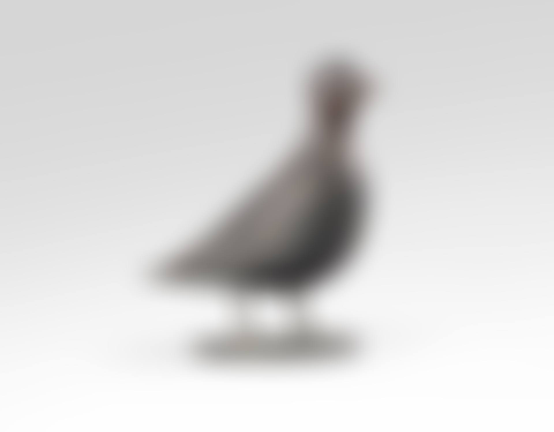 Pigeon de Southampton (preview)
