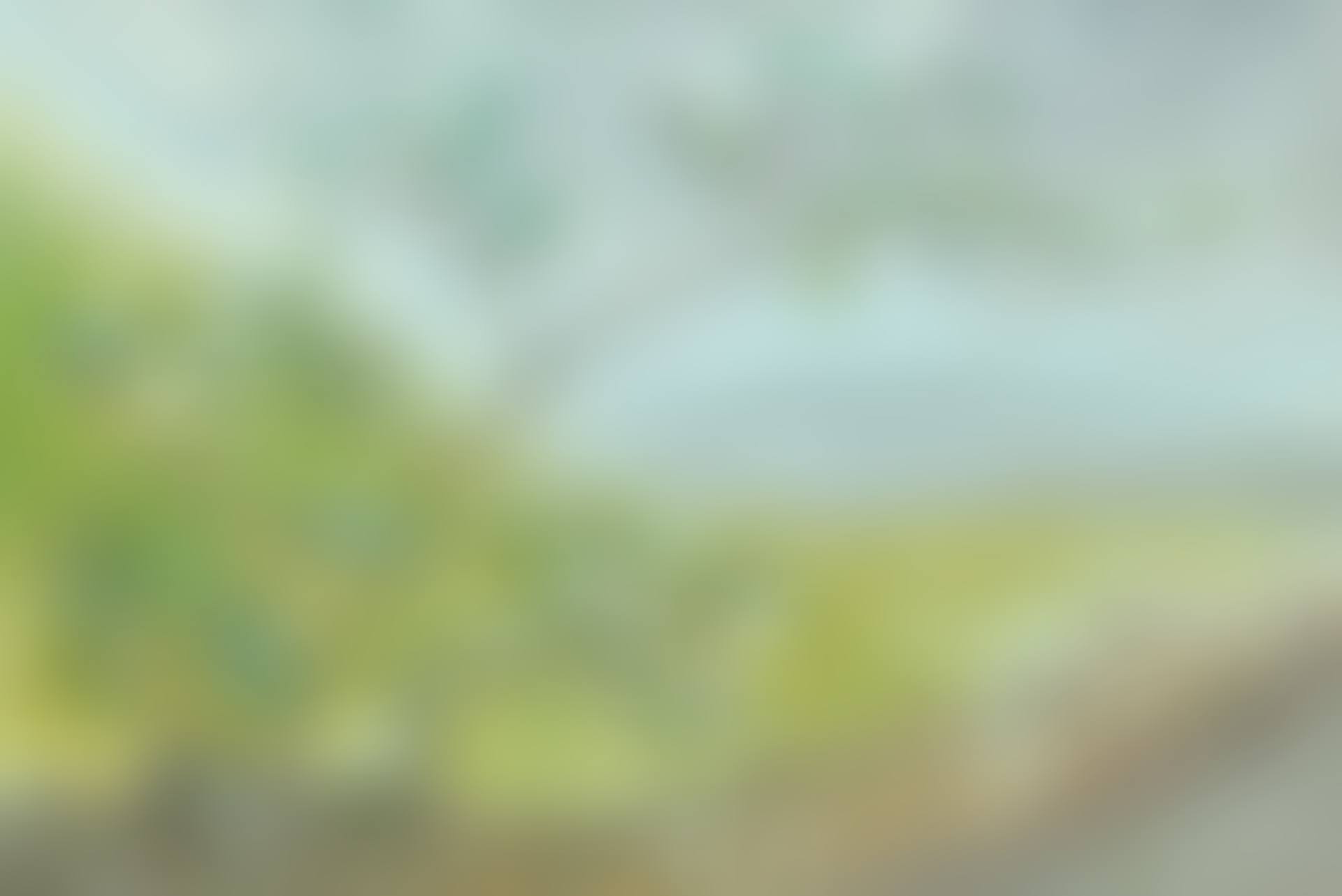 Wild Rose, Hadrian"s Wall (preview)