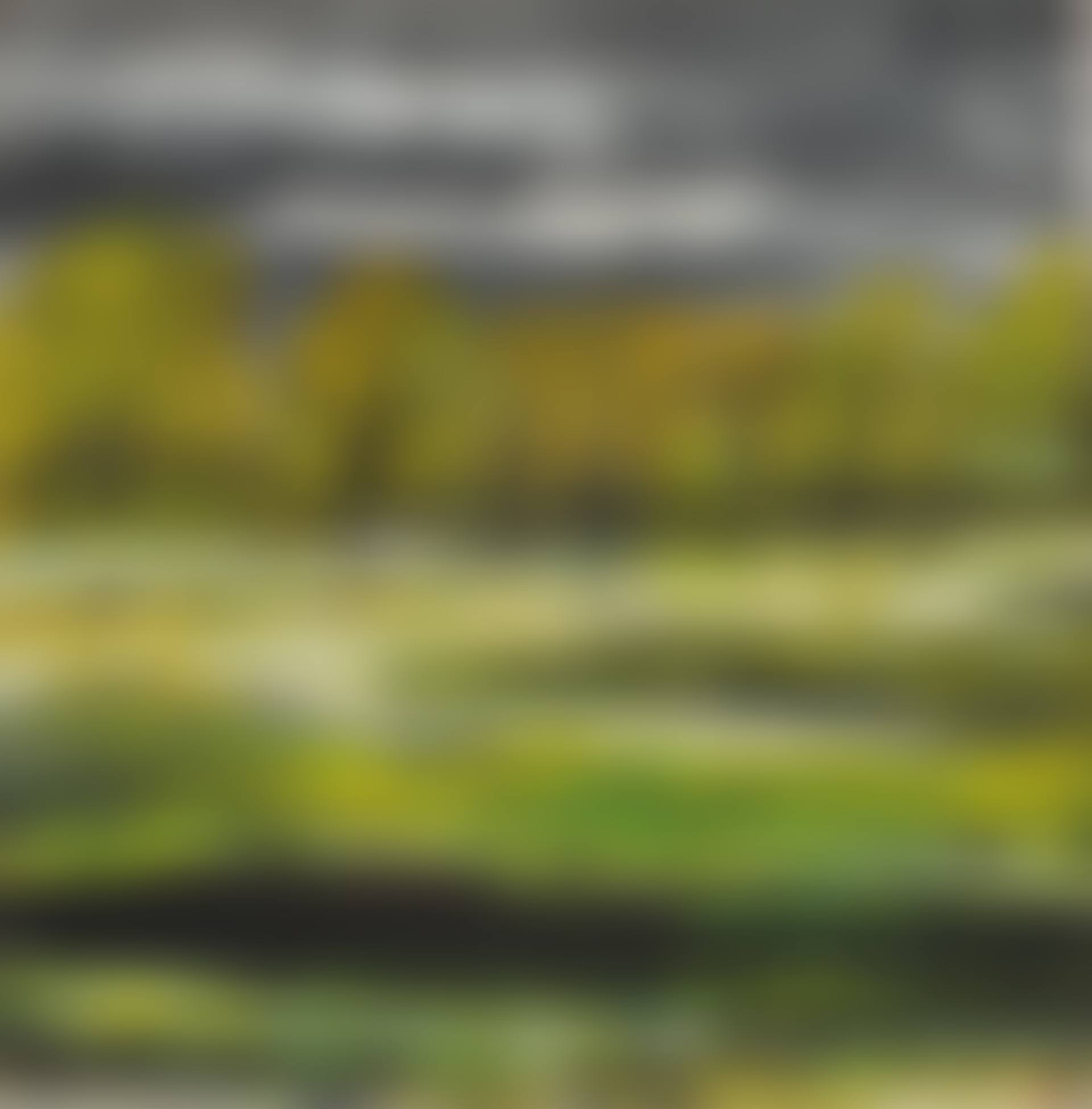 Pond in Springtime (preview)