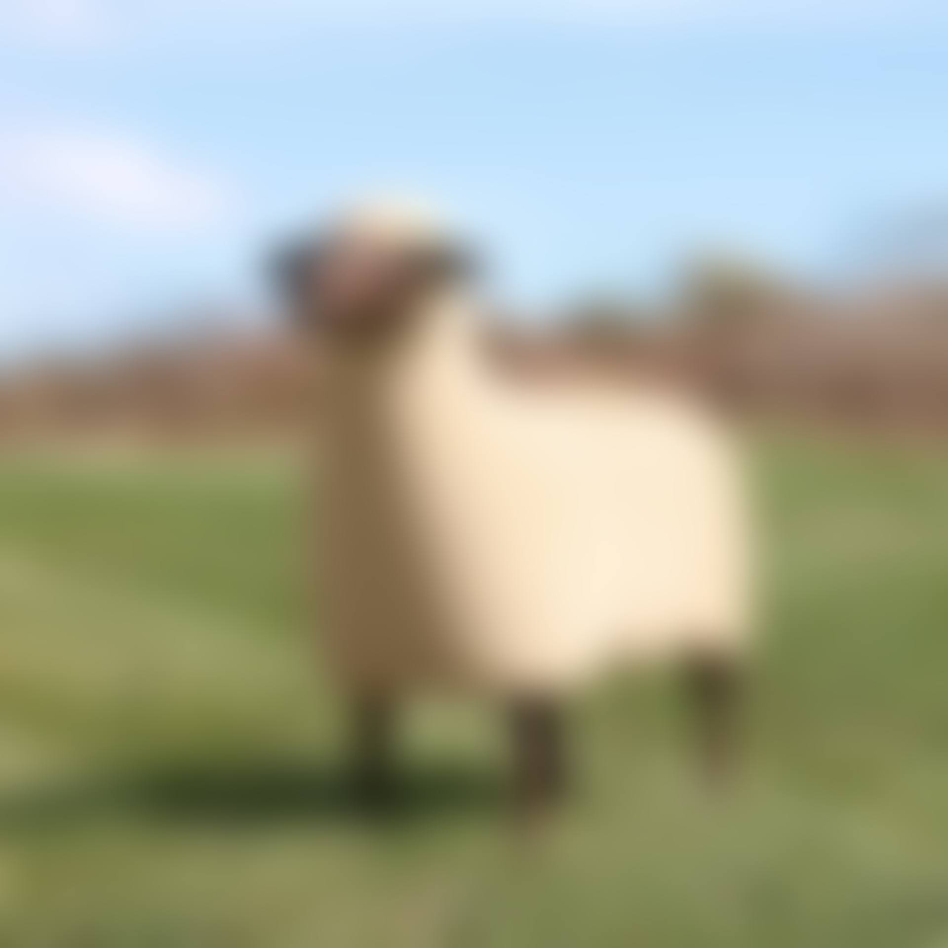 Mouton de Pierre (preview)