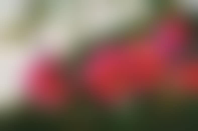 Natural Topia (preview)
