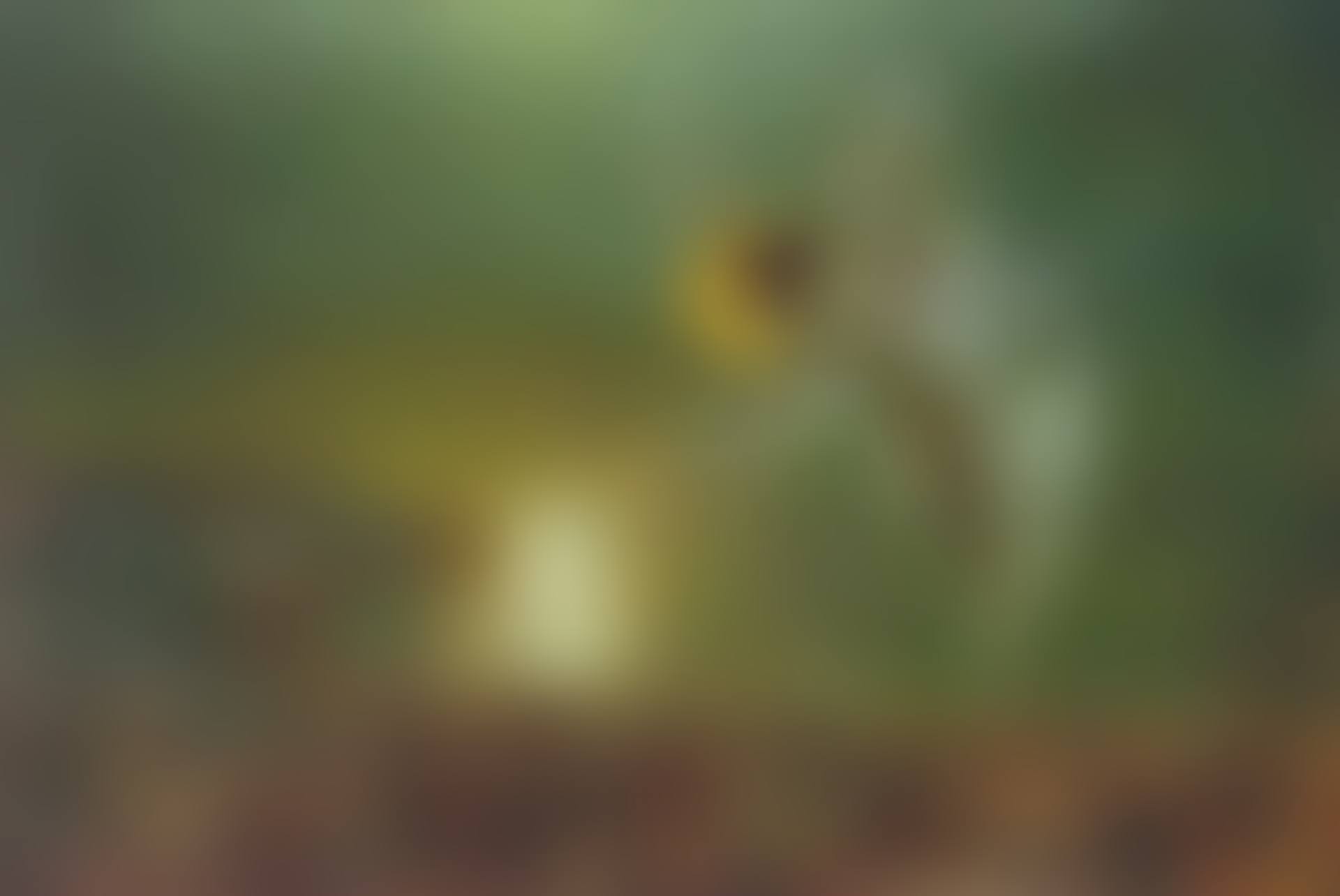 Spirit of Night (preview)