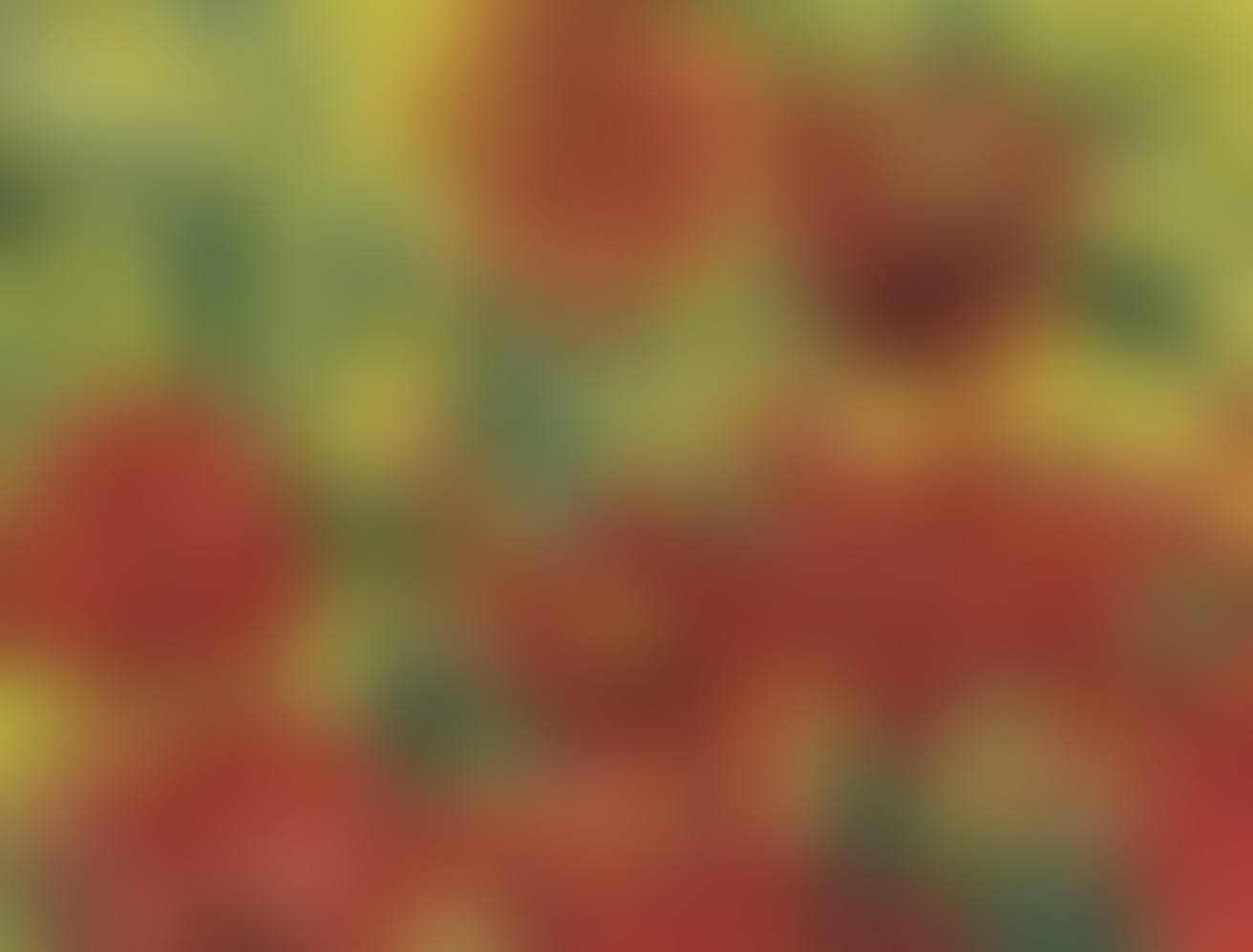 Dahlias (preview)