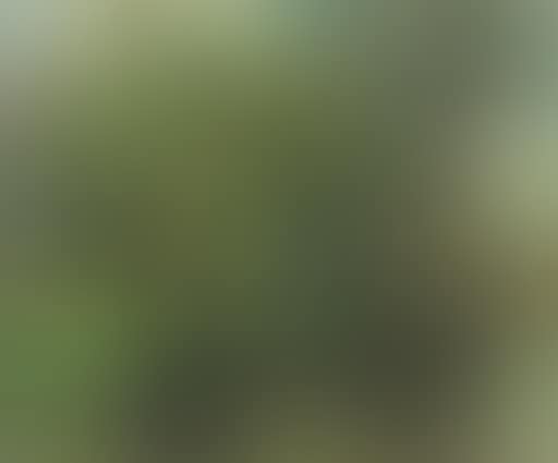 Landscape (preview)