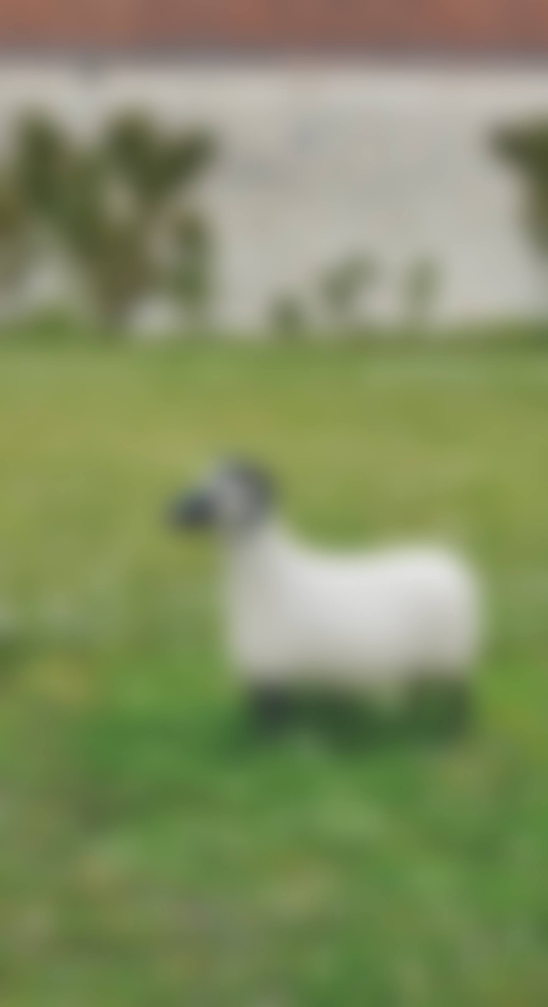 'BÉLIER', SÉRIE 'LES NOUVEAUX MOUTONS', LE MODÈLE CRÉÉ EN 1994, CELUI-CI RÉALISÉ EN 2006 (preview)