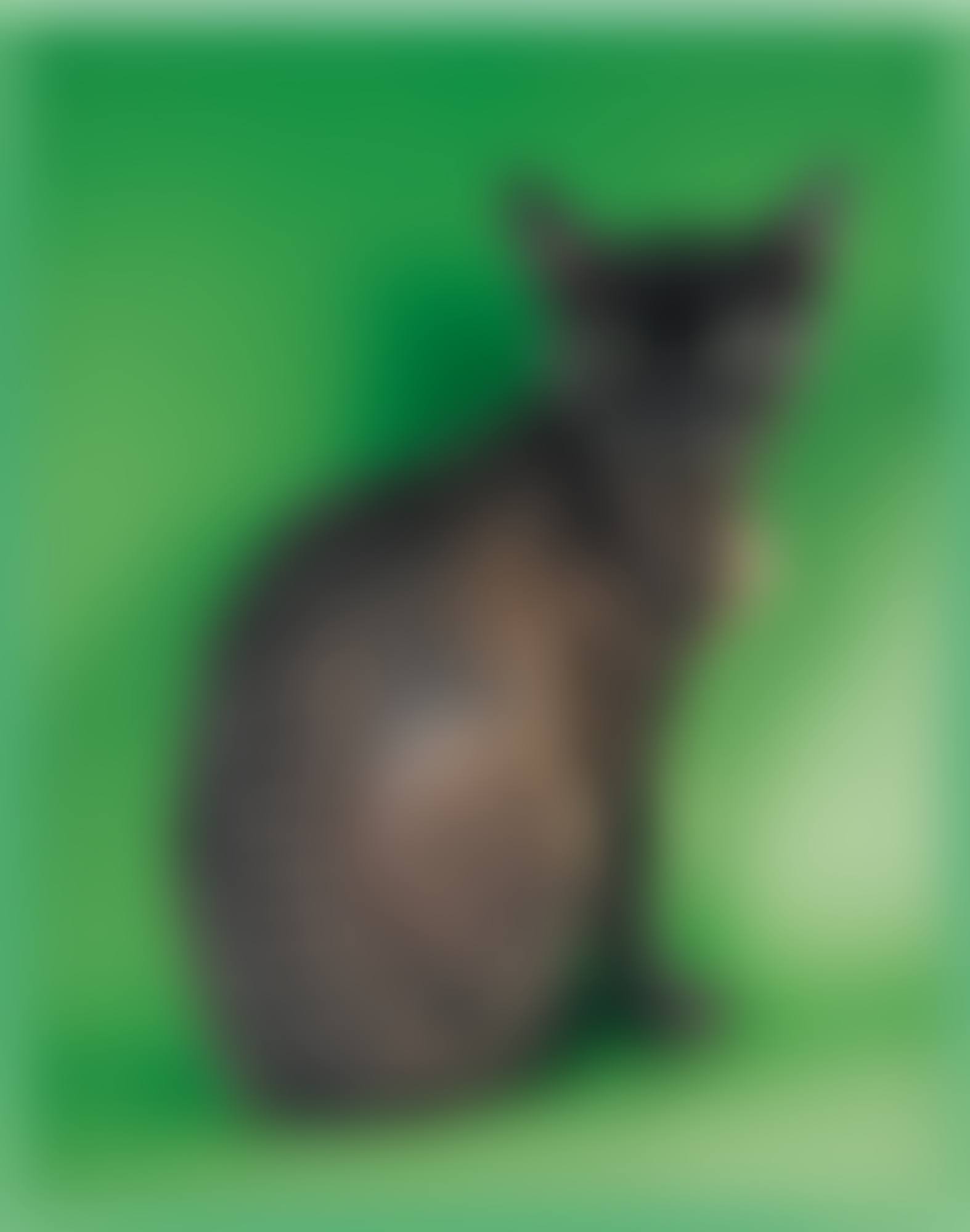DEVON REX (preview)
