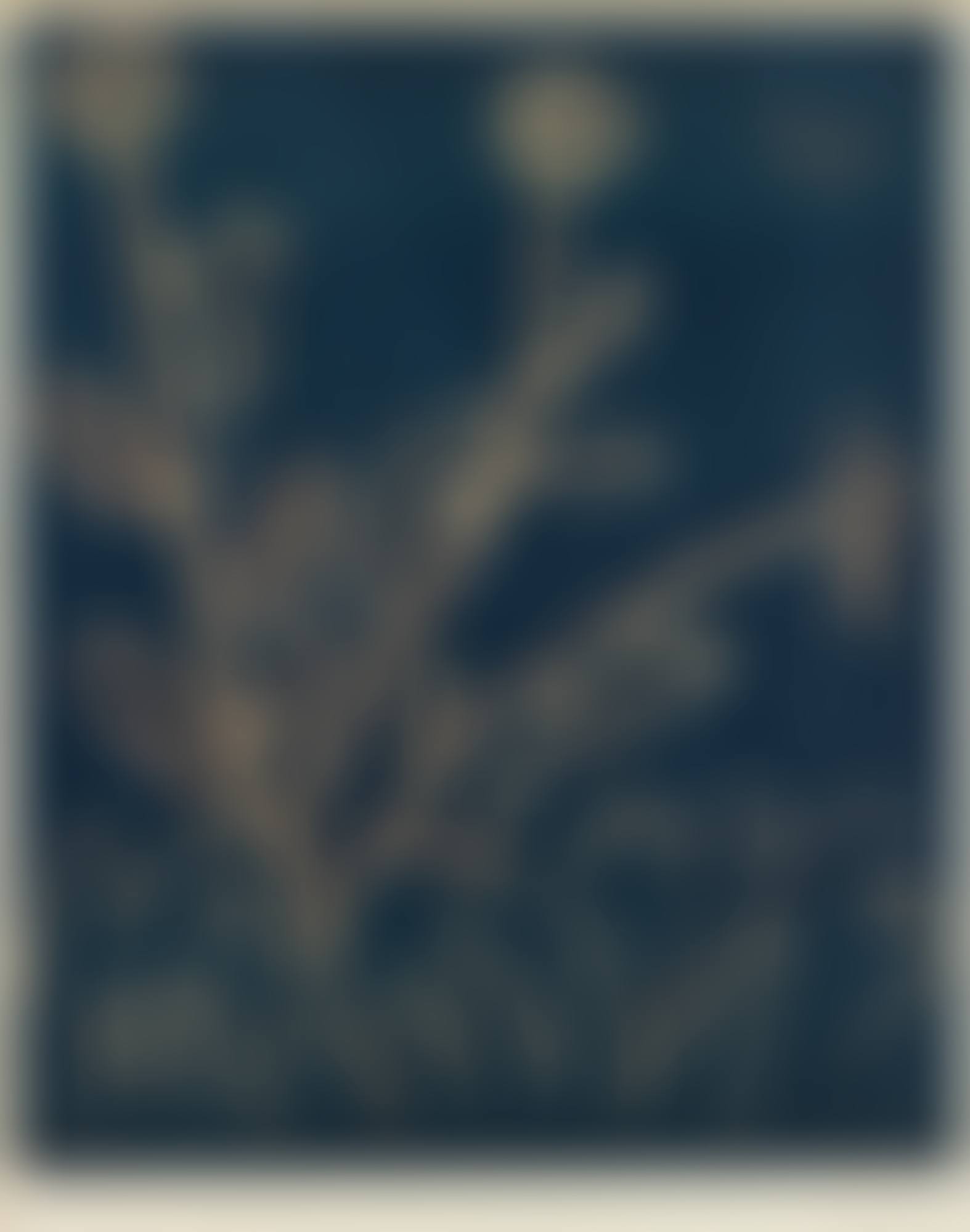 PLANTE AUX TORITOS (B. 948; BA. 1214 ; P.P. L-35) (preview)