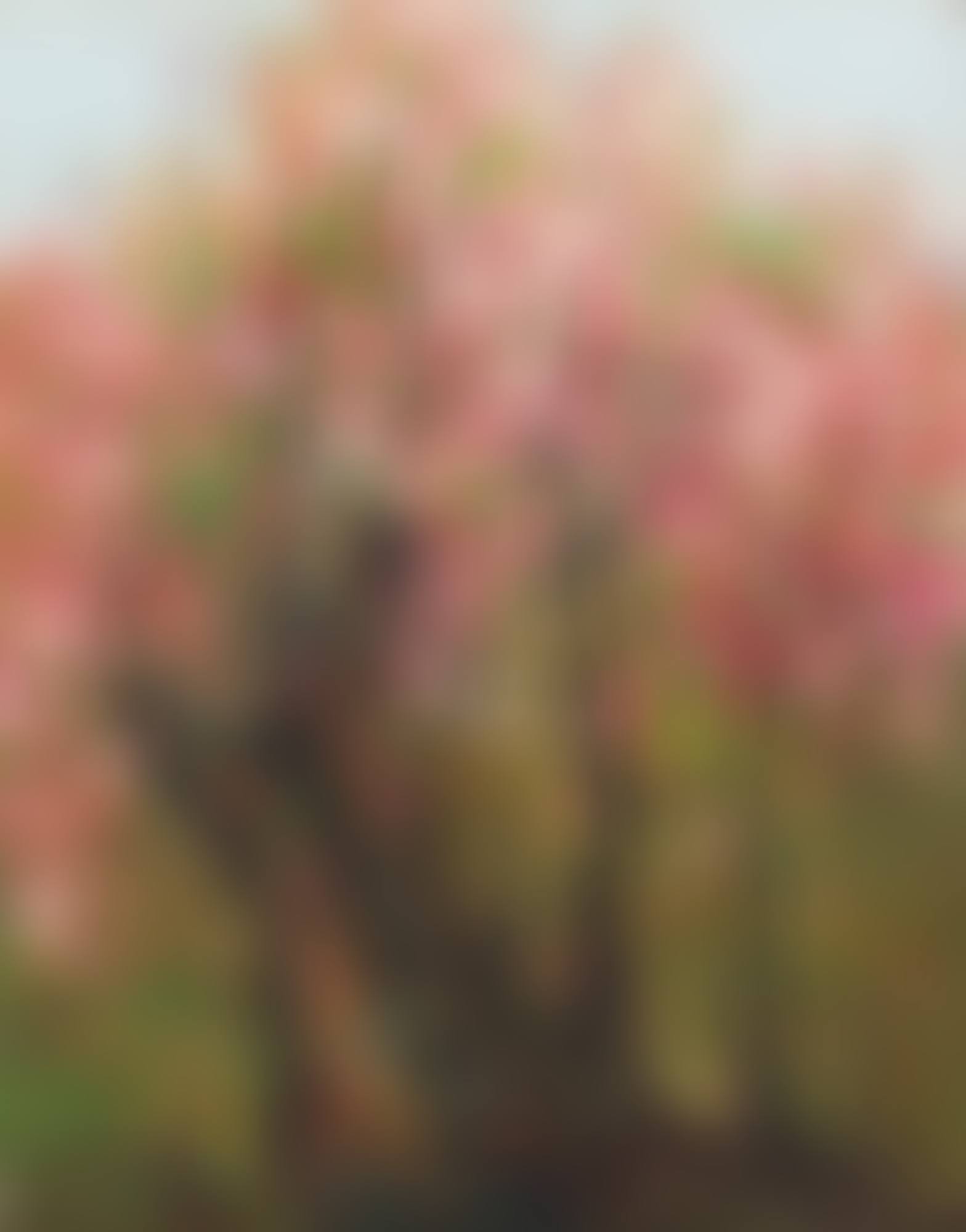 PLUM BLOSSOMS (preview)
