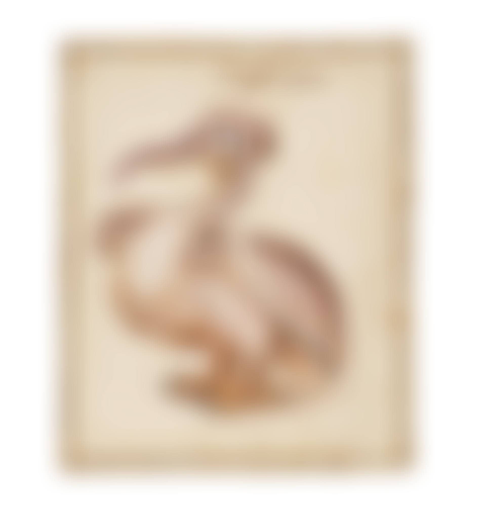 Study of a juvenile hooded vulture ( Necrosyrtes monachus ) (preview)
