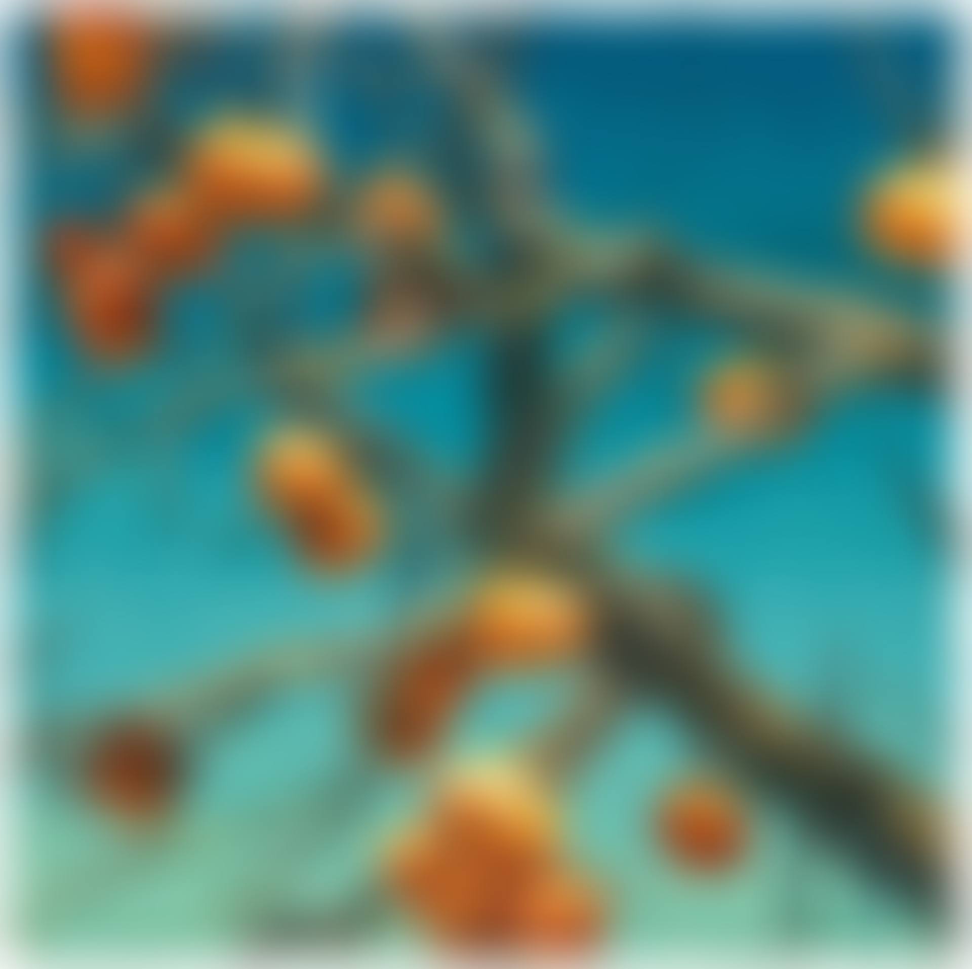 Persimmons (preview)