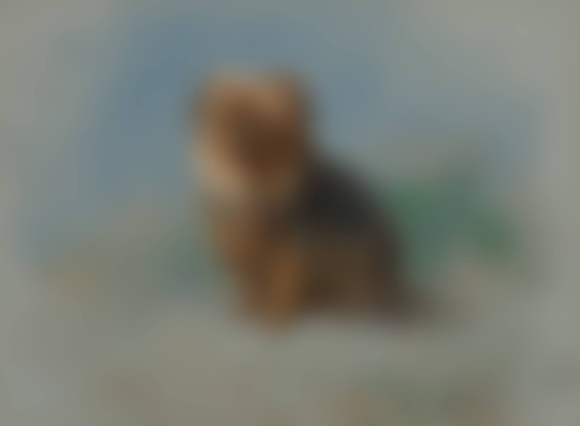 A Norfolk terrier (preview)