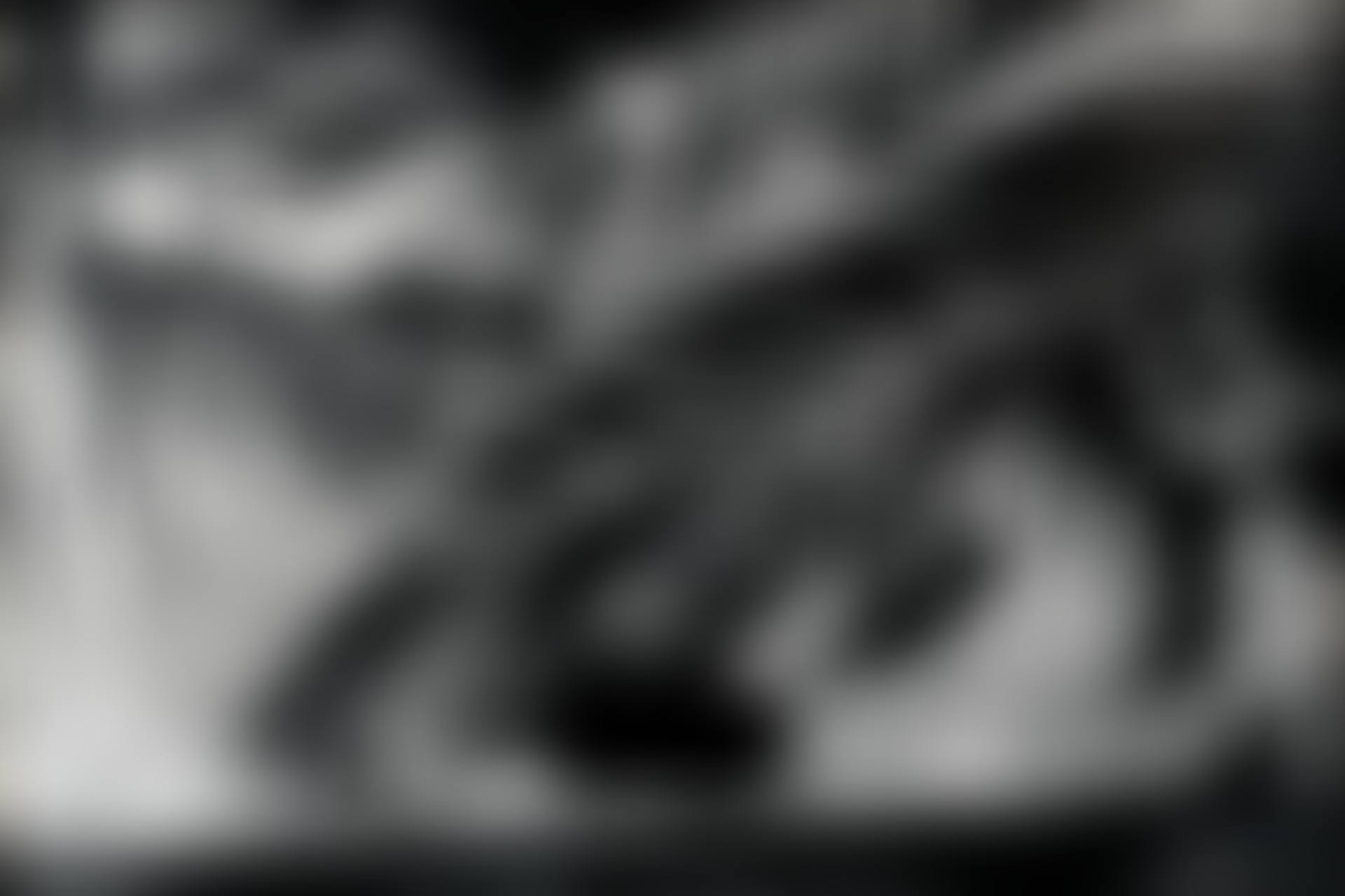 Untitled (Alligator, Fort Myers) (preview)