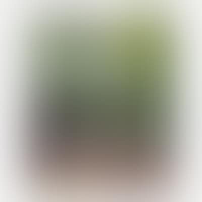 Flowering Apple Tree (preview)