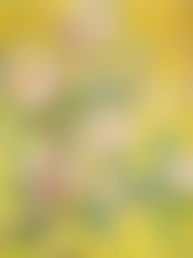 Magnolia (preview)