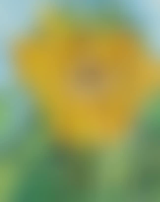 Sunflower (preview)
