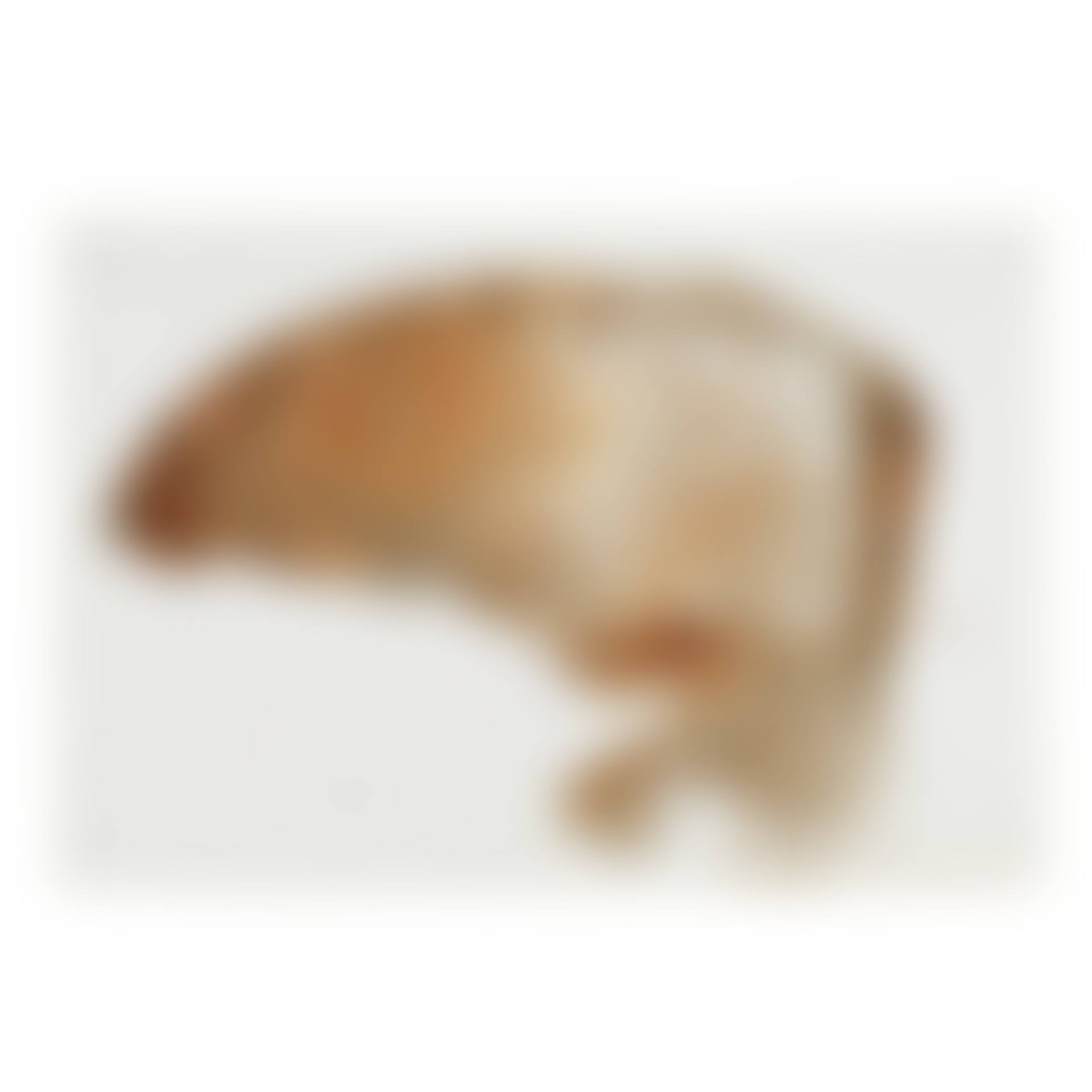Raptor Wing (preview)