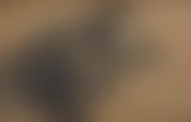 Study of a cat with her kittens (preview)