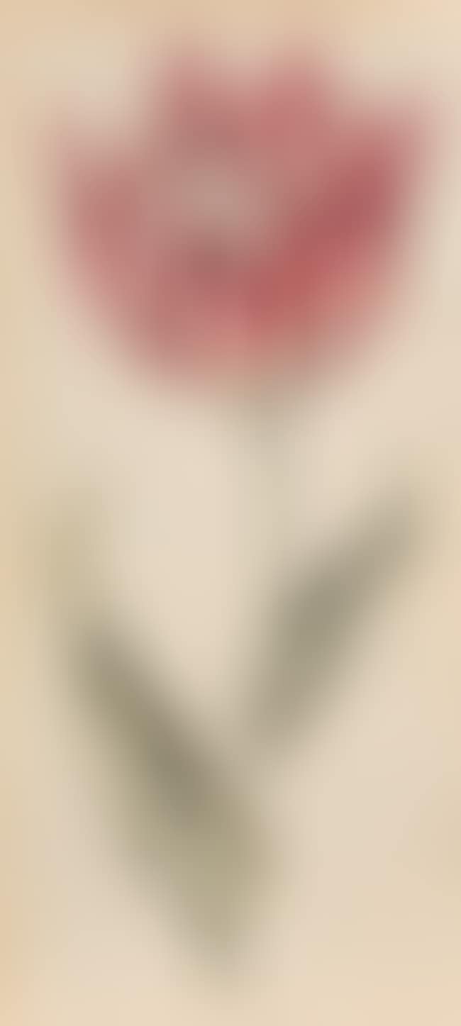 Study of a tulip (preview)