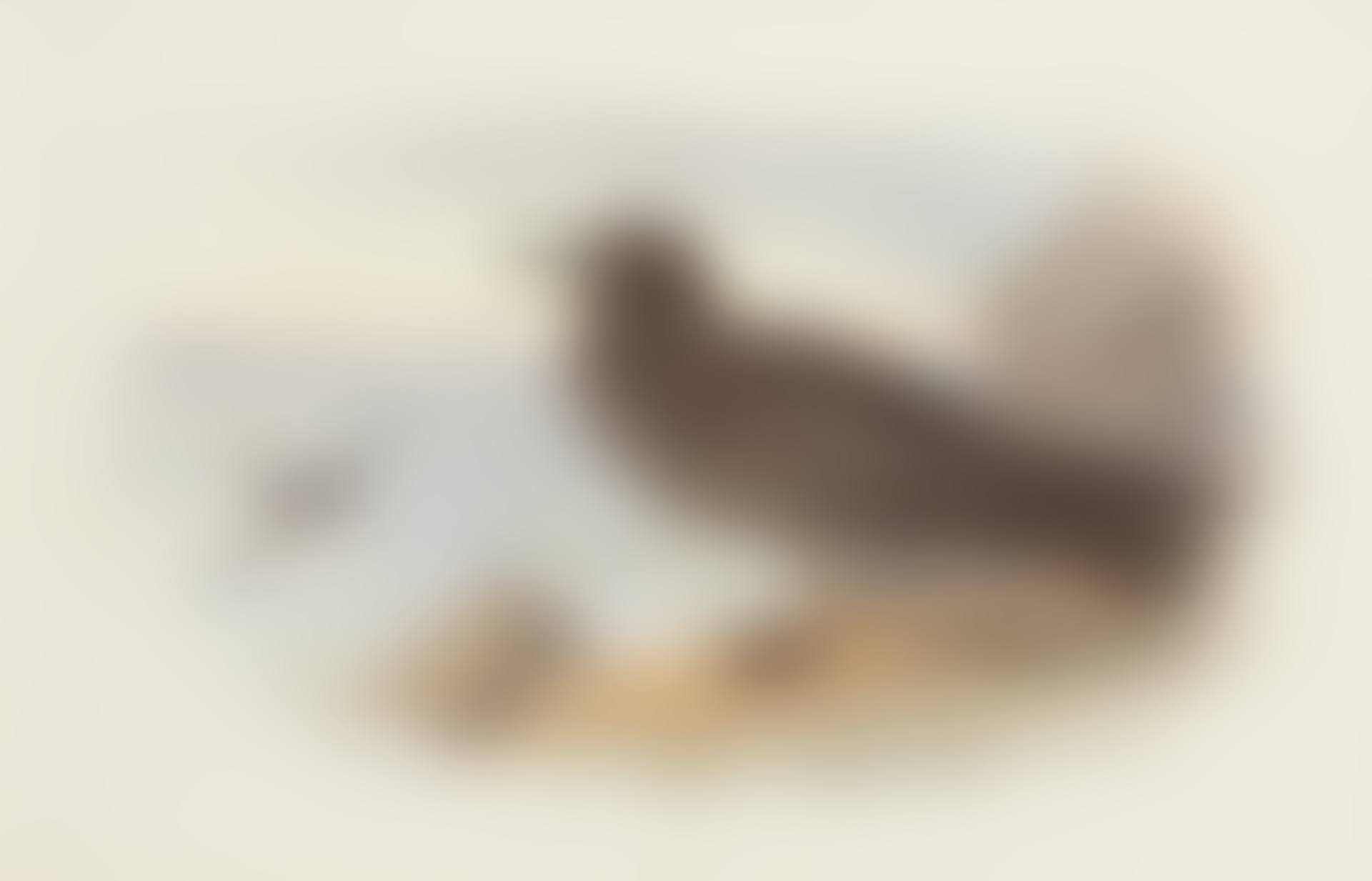 Sooty Shearwater (preview)