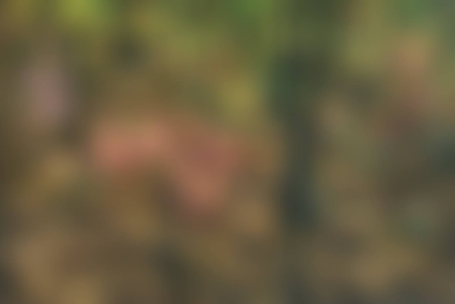Hillside (preview)