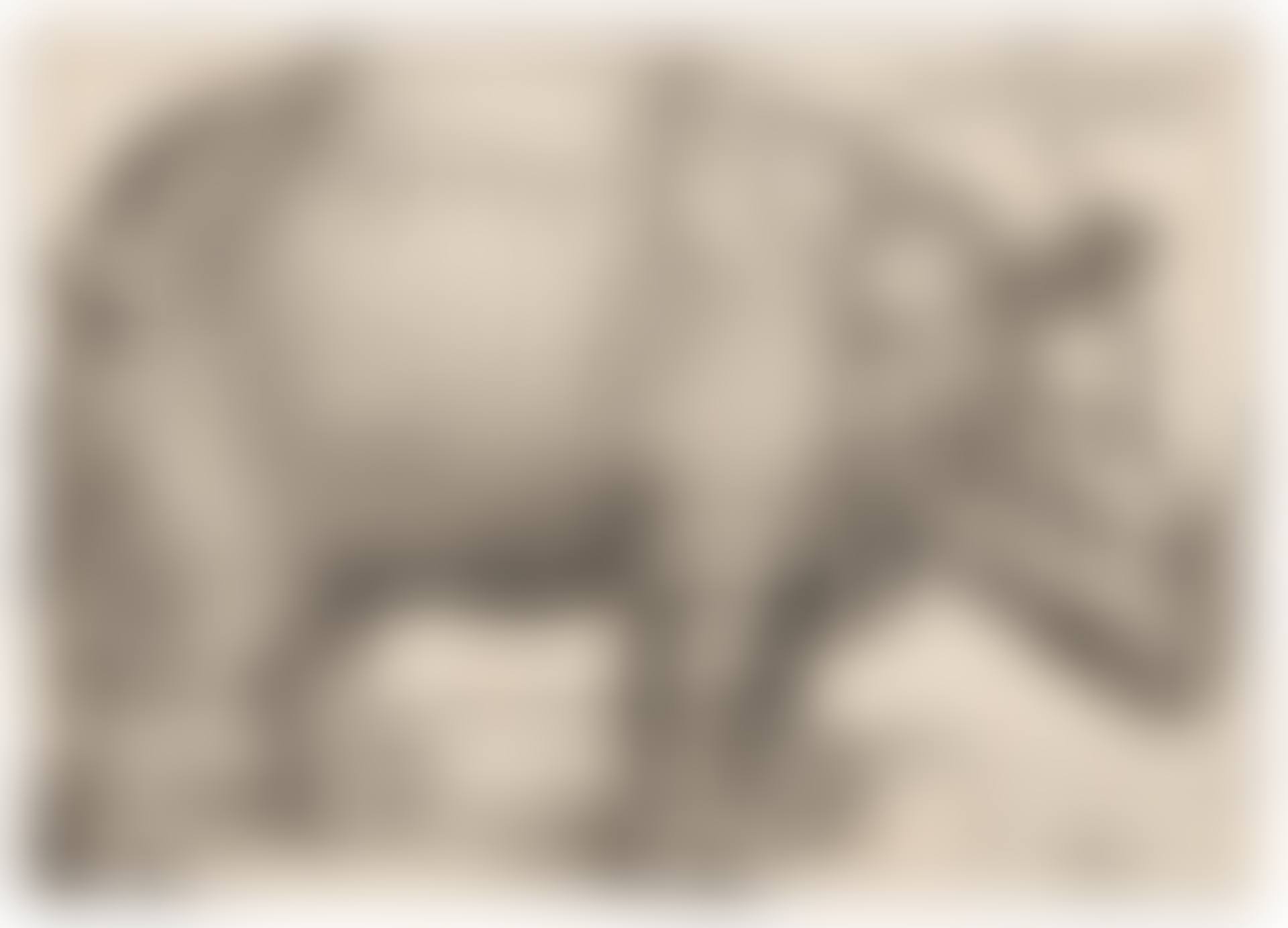 Rhinoceros (preview)