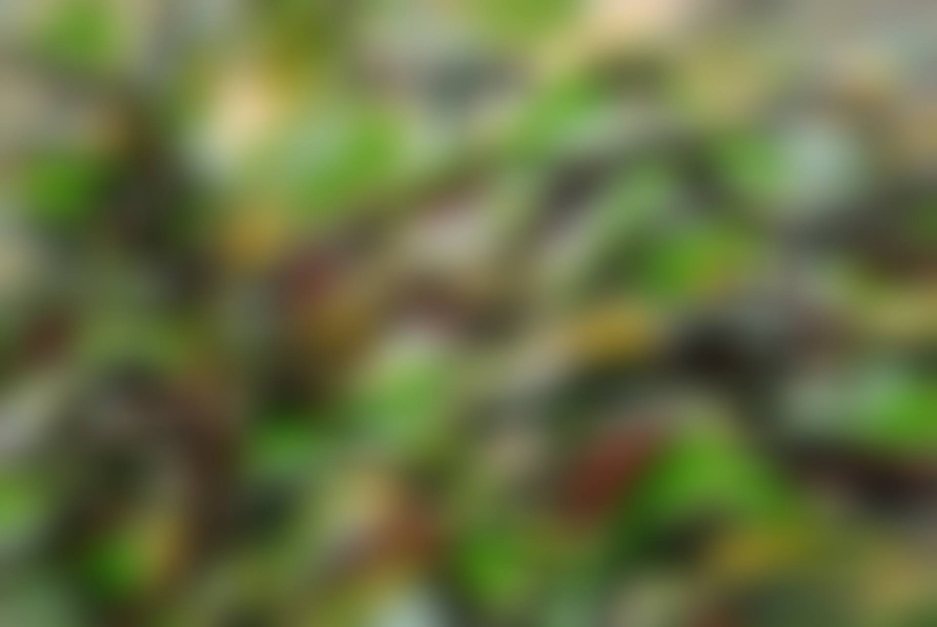 Untitled (Treetops) (preview)