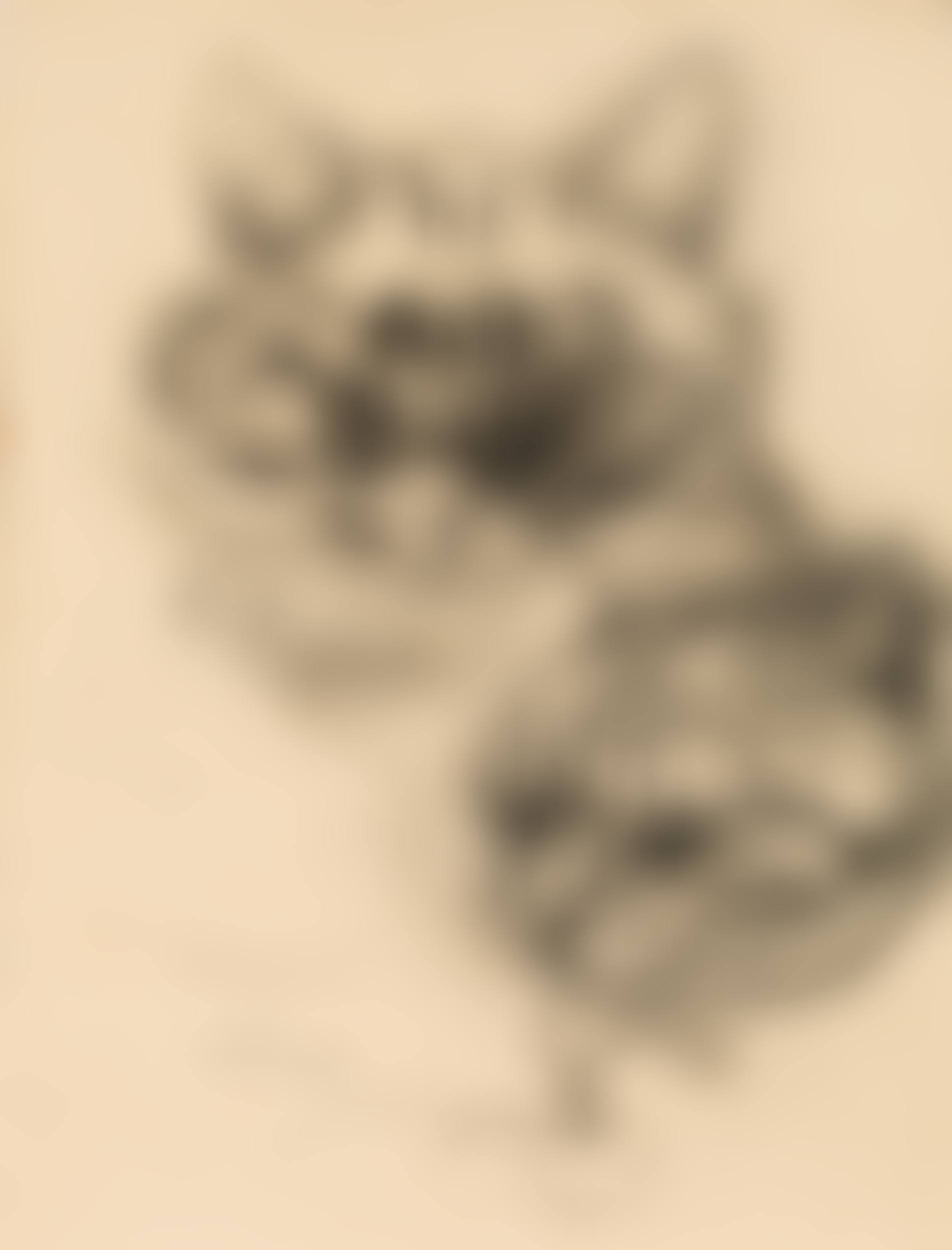 Katzen (preview)