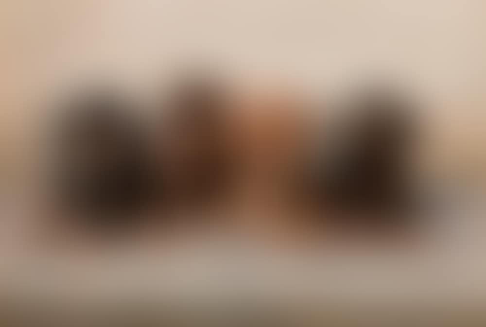 Four dachshund puppies (preview)