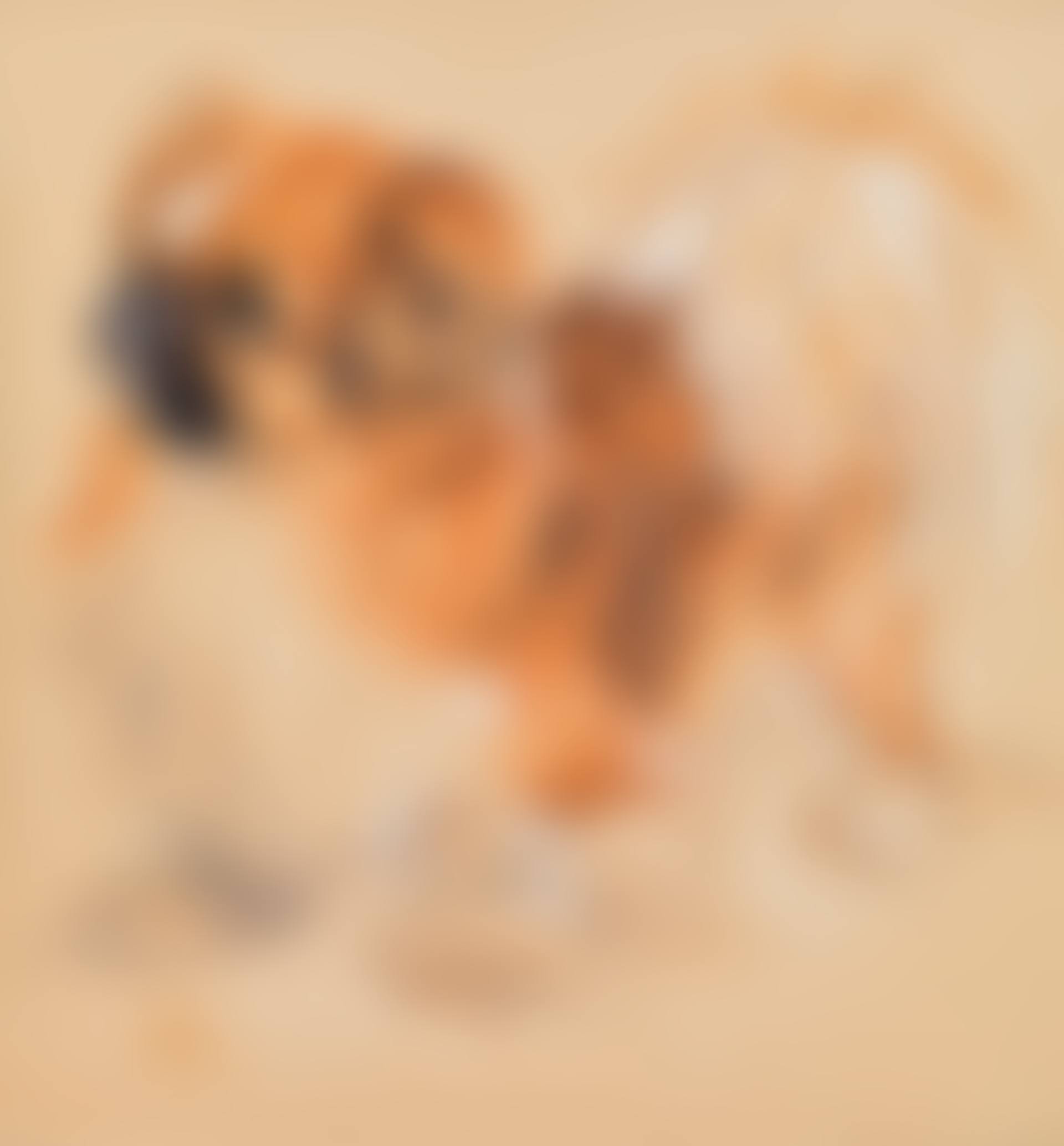 Pekinese (preview)