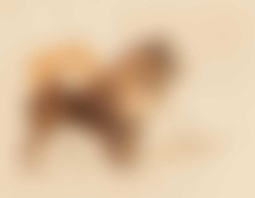Chow-Chow wagging its tail (preview)