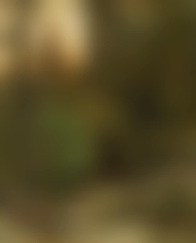 Forest clearing with stag (preview)