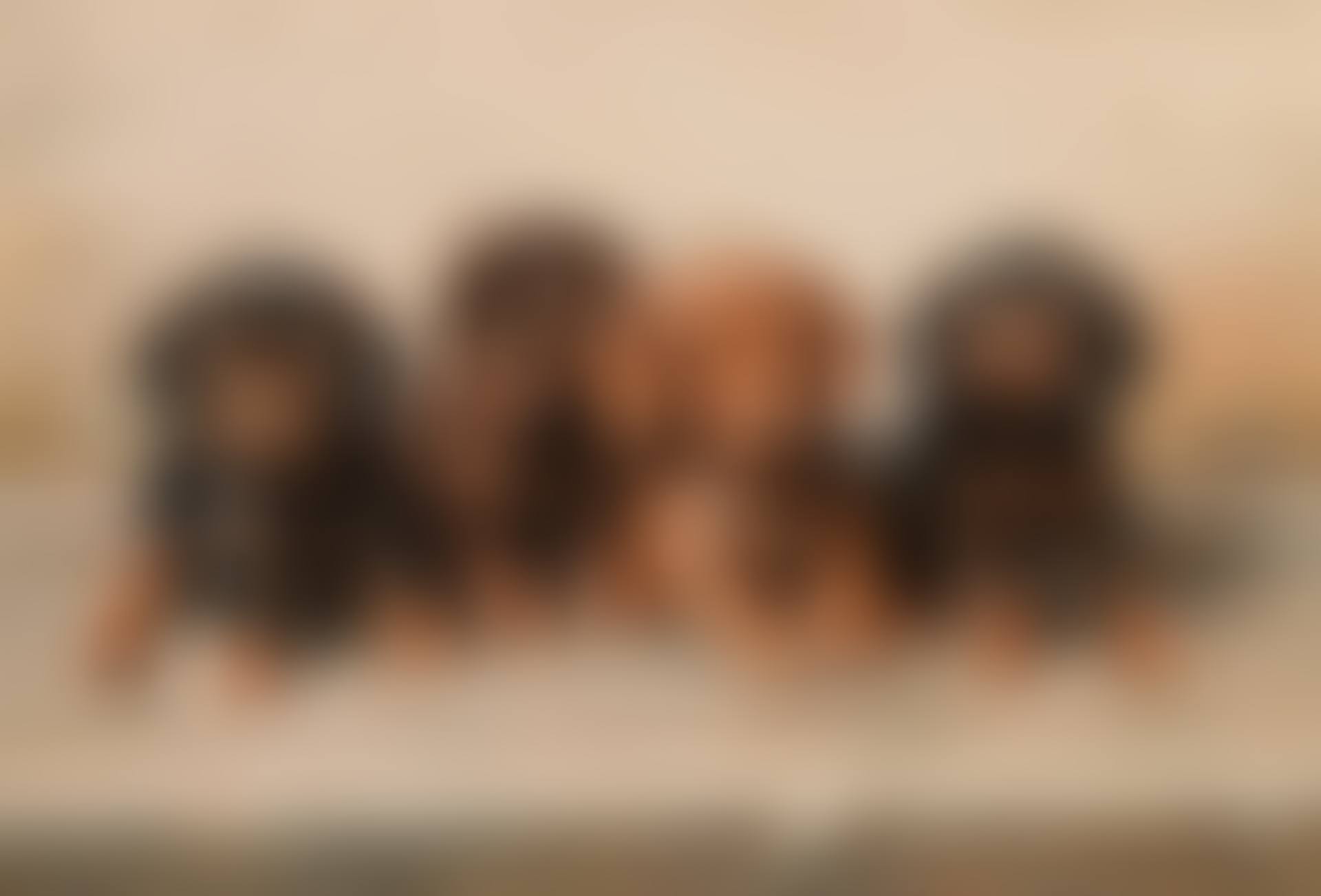 Four dachshund puppies (preview)
