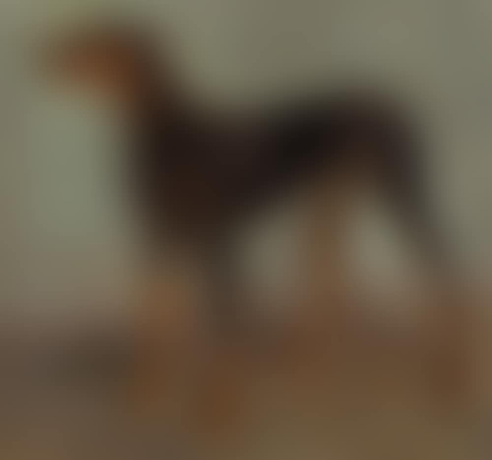 Dobermann (preview)