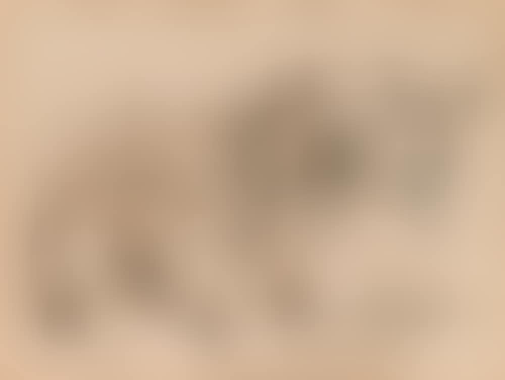 Two donkeys (preview)