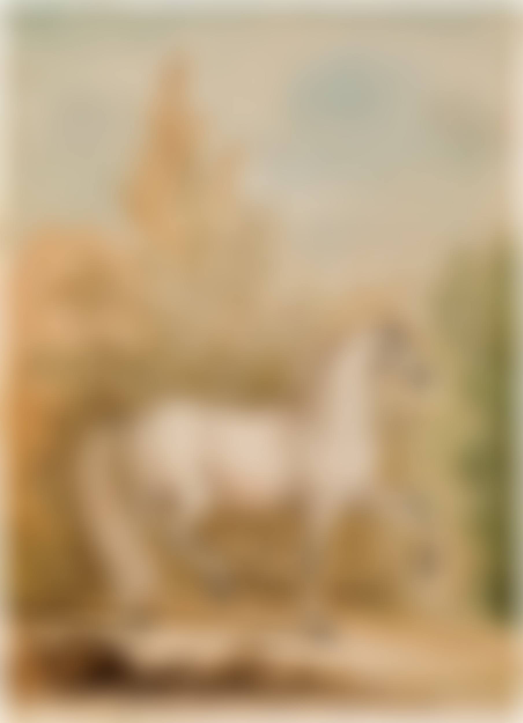 White horse with grey muzzle and limbs (Ganz weißer Schimmel mit grauem Maul und Extremitäten) (preview)