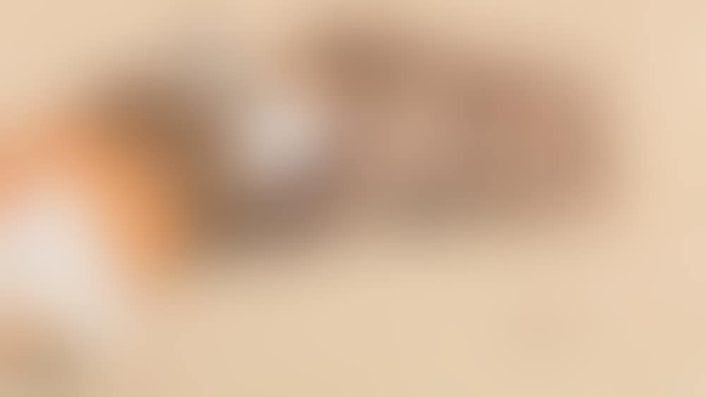 Guinea pigs (preview)
