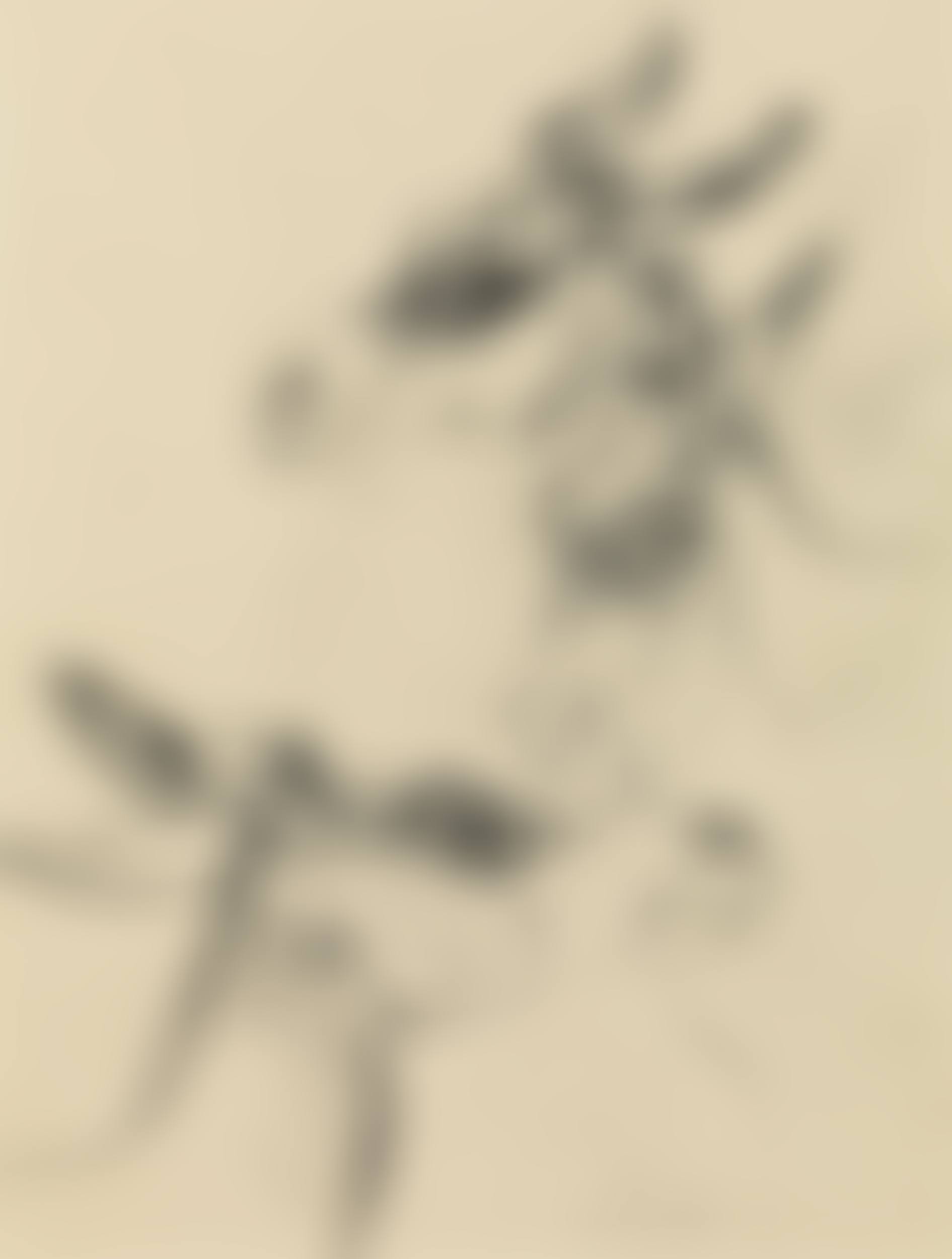 Three donkeys (preview)