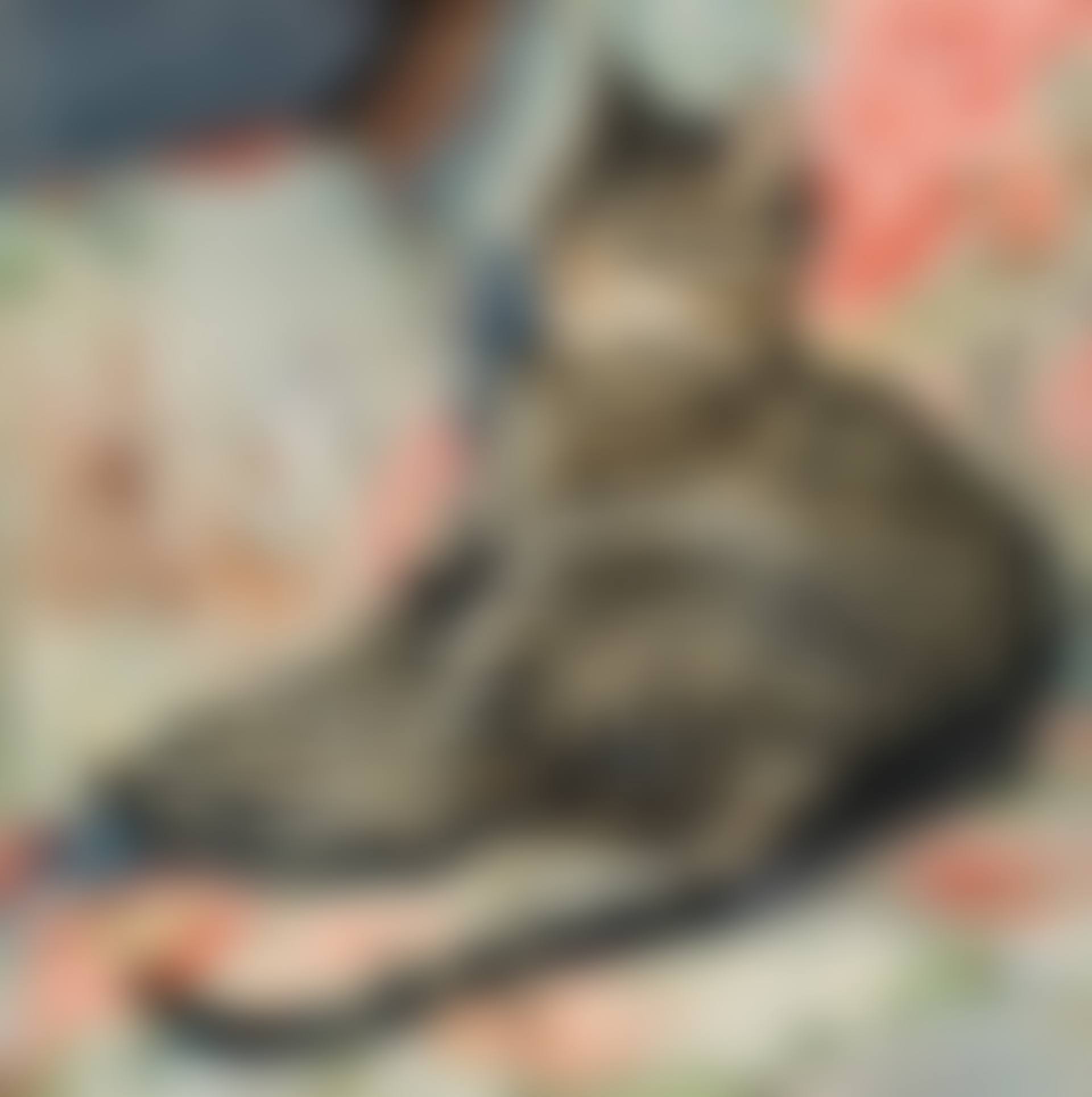 Lying cat (preview)