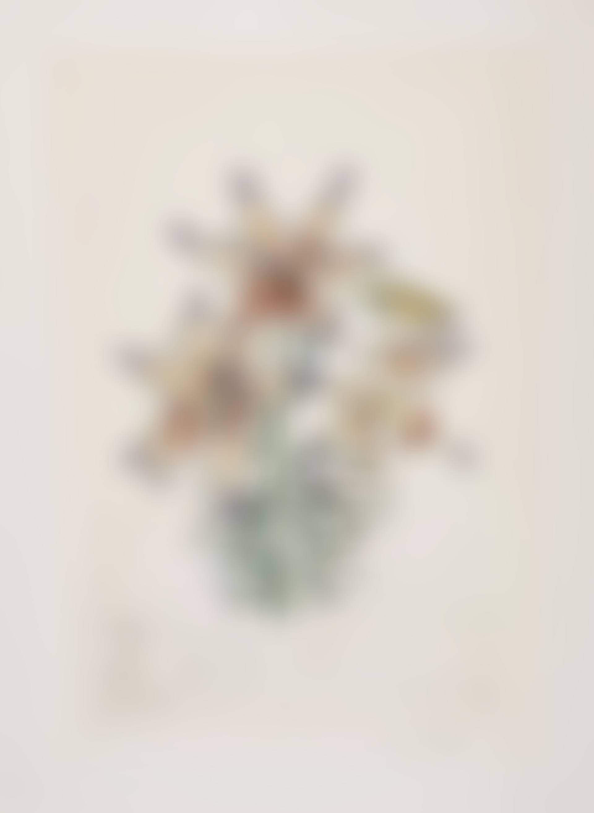 Lilium auratium formicans, from Surrealistic Flowers (Field 72-7K; M&L 548) (preview)